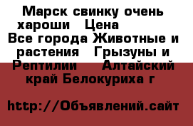 Марск свинку очень хароши › Цена ­ 2 000 - Все города Животные и растения » Грызуны и Рептилии   . Алтайский край,Белокуриха г.